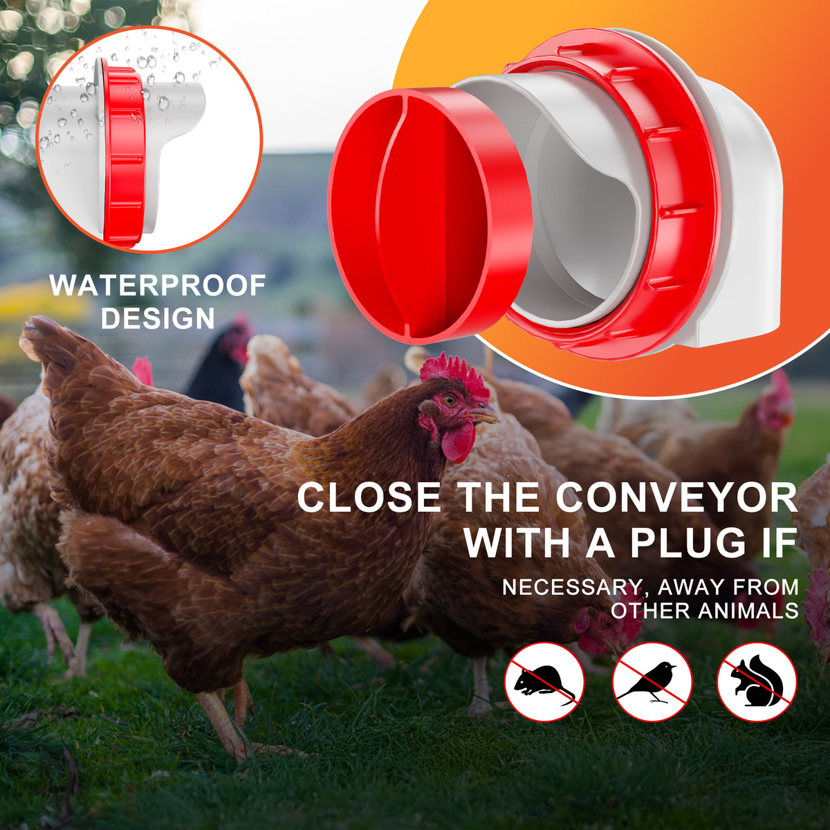Chicken Feeders and Waterers